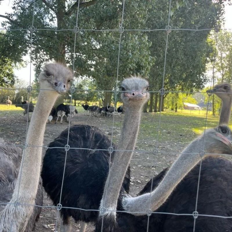 Tstruisvogelnest